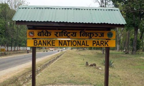 बाघ भागेपछि उच्च सतर्कता