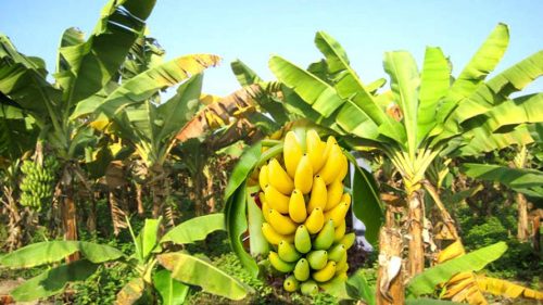 सुस्तामा शीतभण्डार निमार्ण थालिएपछि केरा कृषक उत्साहित