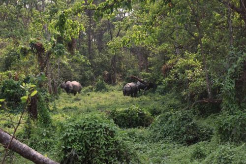 निकुञ्जमा चर्दै गैंडा, भरिँदै संख्या