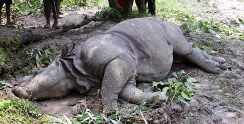 नौ महिनामा ३० गैँडा मरे