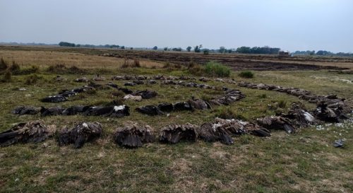 नवलपरासीमा एकैसाथ मरेका ५० प्रतिशत गिद्धको नमूना संकलन गरी  काठमाडौं पठाईयो