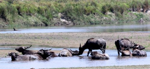 दुर्लभ अर्ना गणना सकियो, दुई वर्षमा १३ प्रतिशतले बढे