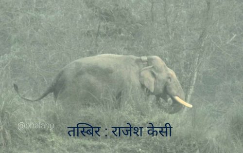 ध्रुवे हात्ती बस्ती छेउछाउ देखिन थाले पछि स्थानीय त्रसित