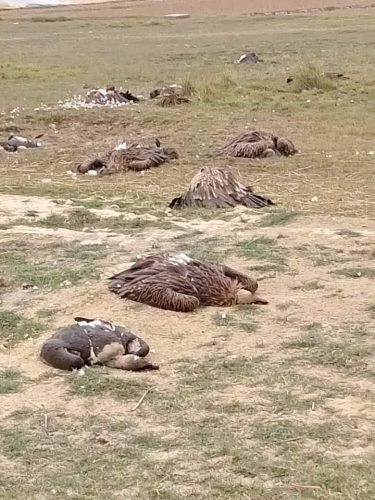 पश्चिम नवलपरासीमा ठुलो संख्यामा मृत गिद्द फेला, स्थानीय त्रसित