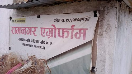 व्यावसायिक माछापालनमा रमाउदै युवा व्यवसायी सुर्य दुबे