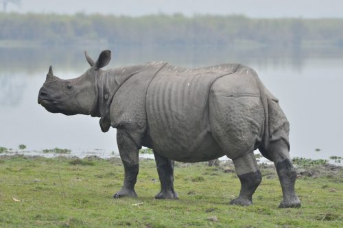 गैंडाको आक्रमणमा परी  महिलाको मृत्यु