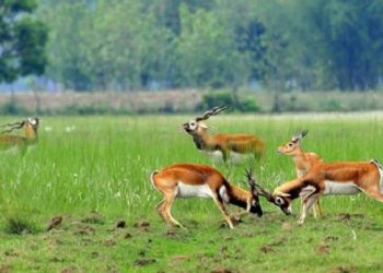 वन्यजन्तुको सङ्ख्यामा उल्लेखनीय वृद्धि