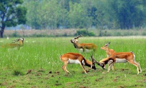 वन्यजन्तुको सङ्ख्यामा उल्लेखनीय वृद्धि