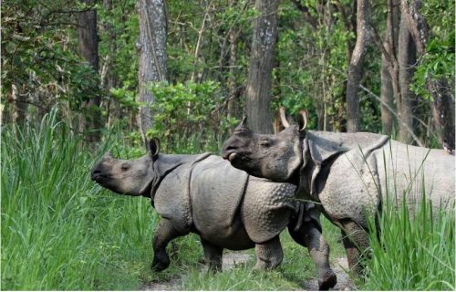 चितवन राष्ट्रिय निकुञ्जको पश्चिमी क्षेत्रमा अधिक  गैँडा