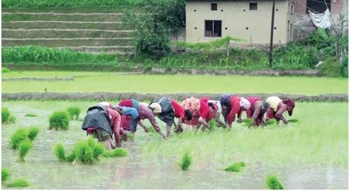 आज असार १५, दही-चिउरा खाने दिन : राष्ट्रिय धान दिवस पनि मनाइँदै