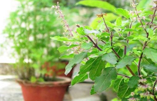 आज हरिशयनी एकादशी, घर-घरमा तुलसीको बिरुवा रोपिँदै