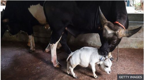 बंगलादेशमा चर्चित बनेको पुड्को गाई