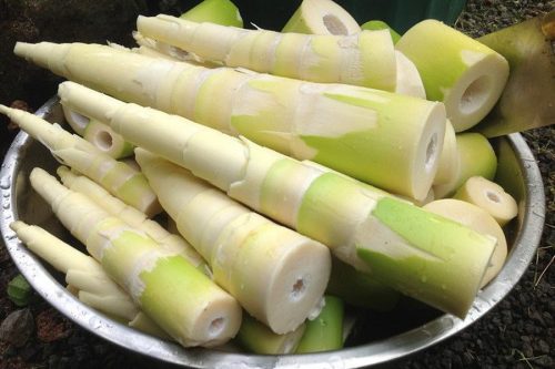 बाँसको तामा : स्वादिलो मात्र होइन पौष्टिक र ओखती पनि