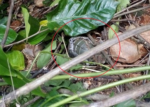 कावासोतीमा भेटिएको बम नेपाली सेनाद्वारा निष्क्रिय