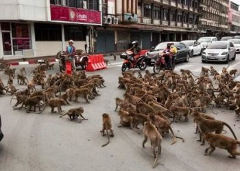 थाइल्याण्डको सडकमै बाँदरको ‘ग्याङ फाइट’, घण्टौँ ट्राफिक जाम