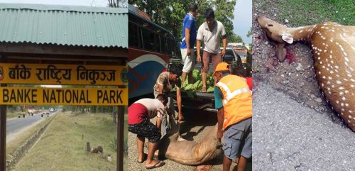 बाँके निकुञ्जमा ३५८ वन्यजन्तु मारिए