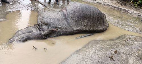 गैँडा तस्कर पक्राउ पछि थप तीन गैँडा मारिएको खुल्यो रहस्य