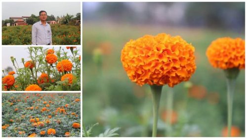 शिक्षण पेसासँगै पुष्प व्यवसायमा रमाएका रुम गाहा