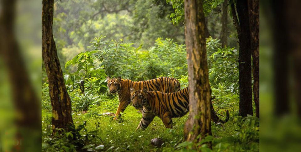 मङ्सिर र पुसमा बाघ गणनाको तयारी