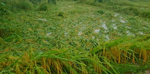 जमरा सेलाउन नपाउँदै चिसियो किसानको मन