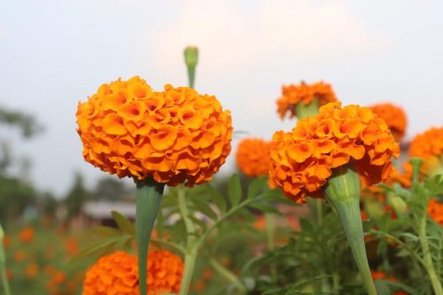 सयपत्री सप्रिएपछि किसान मक्ख : चितवनमा ३५ बिघामा फूल खेती, तिहारलाई साढे दुई लाख माला