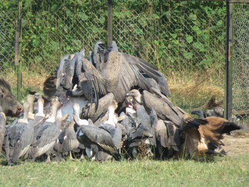 प्रजनन केन्द्रमा हुर्काइएका आठवटा गिद्ध जंगलमा छोडियो