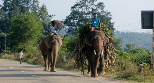 अब निजी हात्ती दर्ता