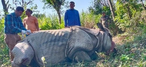 बाढीले बगाएर भारतीय भूमिमा पुगेको गैंडा फिर्ता ल्याइयो