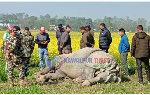 चितवनमा गैंडा मृत फेला