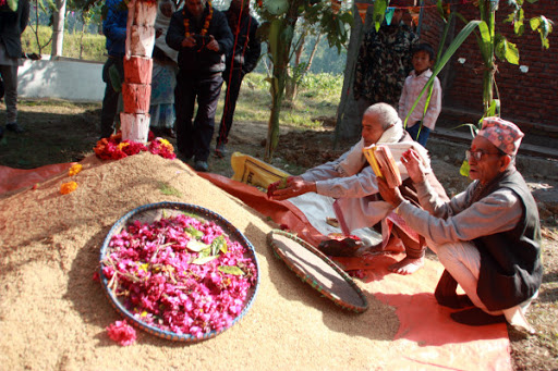 आज धान्य पूर्णिमा धानको पूजा गरी मनाइँदै