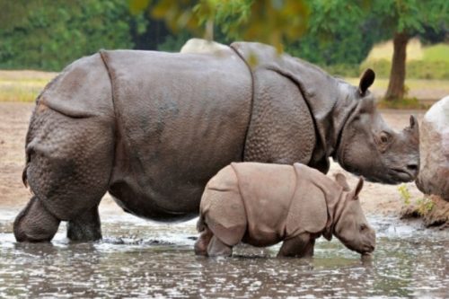 चितवन राष्ट्रिय निकुञ्जमा साढे १३ वर्षमा २८९ गैँडा मरे