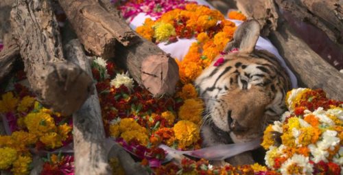 २९ वटा डमरुलाई जन्माएकी “सुपर मम” बघिनिको मृत्यु