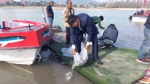 नारायणी नदीमा ४० हजार माछाका भुरा छाडियो