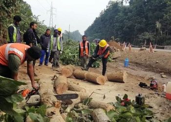 दाउन्ने सडक फराकिलो पार्न रुख काटिँदै