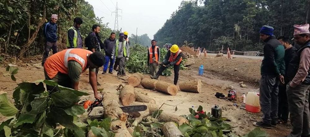 दाउन्ने सडक फराकिलो पार्न रुख काटिँदै