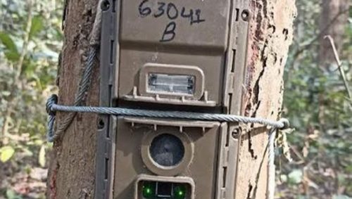 बाघ गणनाका लागि जडान गरिएका क्यामेरा गायब !