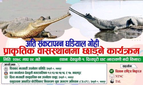 प्राकृतिक बास स्थानमा  घडियाल गोही छोडिदै