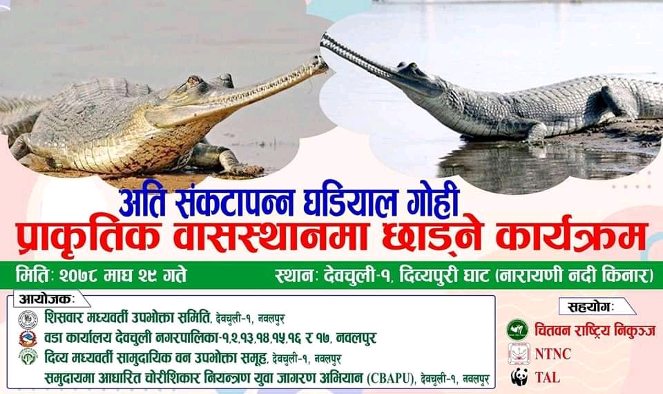 प्राकृतिक बास स्थानमा  घडियाल गोही छोडिदै