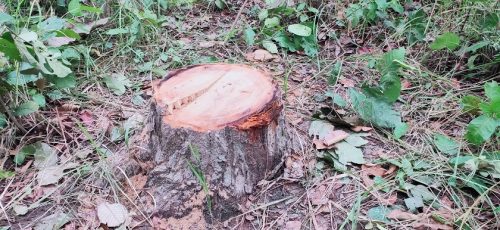 नारायणघाट–बुटवल सडक बिस्तार : तोकिएभन्दा ५०० गुण बढी रुख काटियो