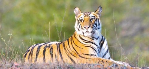बाघले आक्रमण गर्दा हुप्सेकोटमा एक जना घाइते