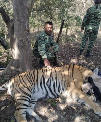 पाँच जनाको शिकार गरेको पाटेबाघ फत्तेपुर जङ्गलबाट नियन्त्रणमा