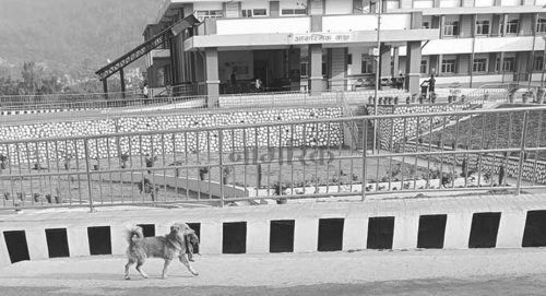 मरेकाे बच्चालाई कुकुरले च्यापेर जब अस्पतालभरि डुलायाे…