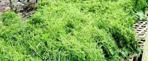 भारतीय निगुरोबाट नेपाली ठगिँदै