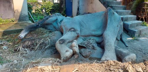 ७० वर्षीया काजलकलीको मृत्यु