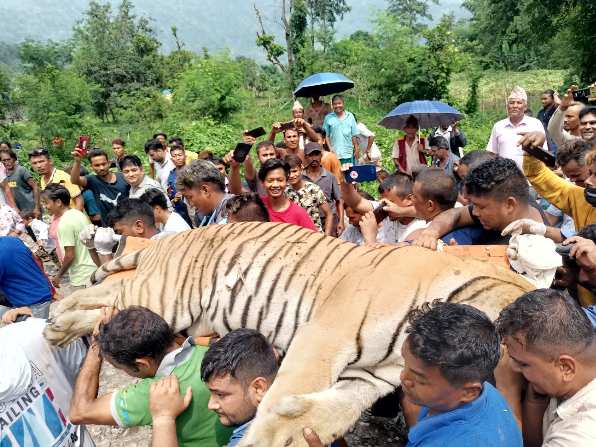 मानिस आक्रमण गर्ने बाघ नियन्त्रणमा