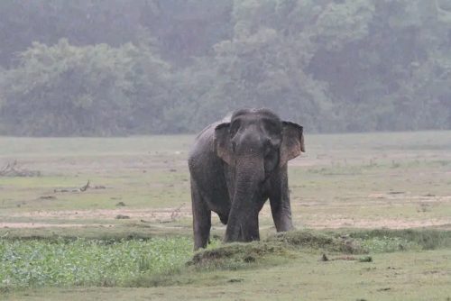 माडीमा जंगली हात्तीको आक्रमणबाट एक जना घाइते