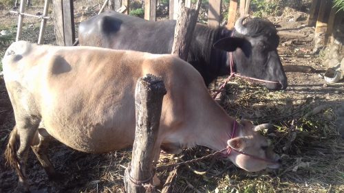 गाईभैँसीको सुत्केरी खर्चमा ६ लाखकाे बजेट विनियोजन