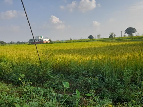 धानमा रोग लागे पछि कृषक चिन्तित