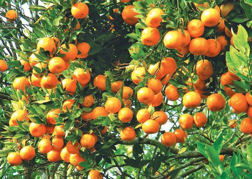 गण्डकीमा तीन अर्बको सुन्तला उत्पादन