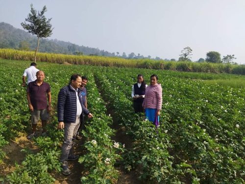 आलु उत्पादनमा आत्मनिर्भर बन्दै नवलपुर